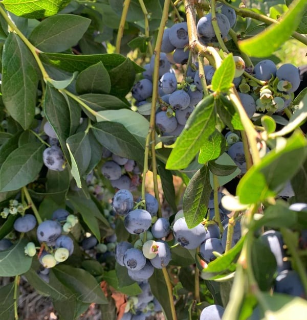 Giant Blueberry Fruit Seeds