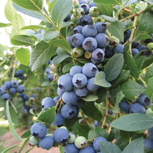 Giant Blueberry Fruit Seeds