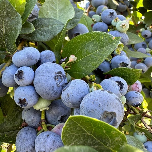 Giant Blueberry Fruit Seeds