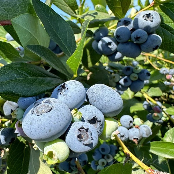 Giant Blueberry Fruit Seeds