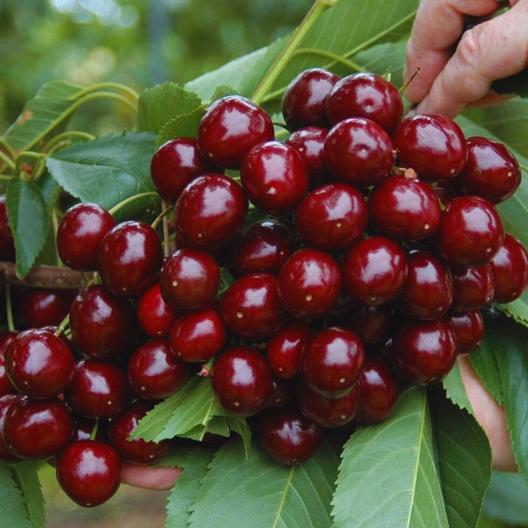 Rainier Cherry Fruit Seeds