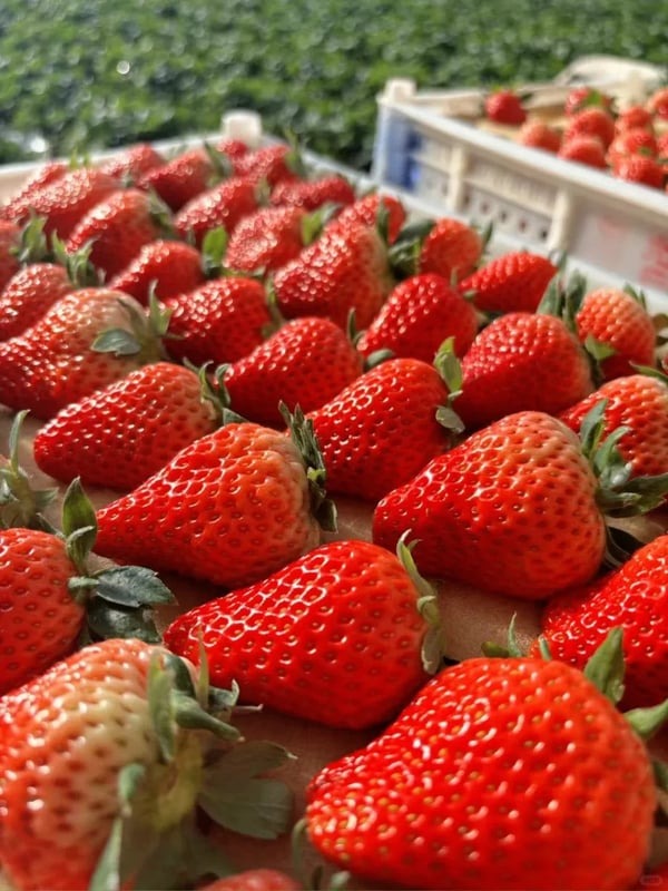 Fresh Sweet Strawberry Seeds (Hybrid) (Seeds 20)