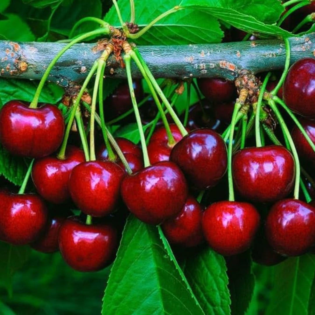 Rainier Cherry Fruit Seeds