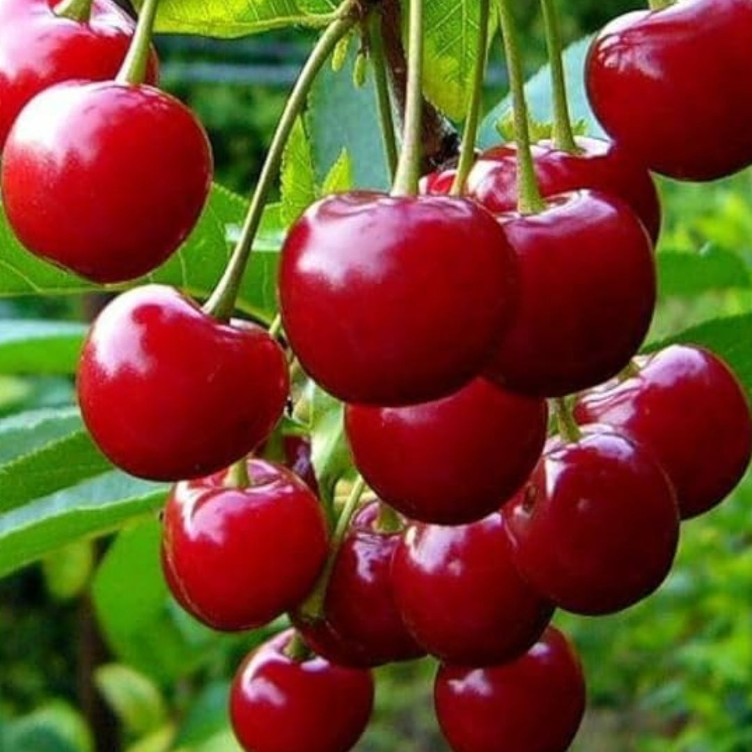 Rainier Cherry Fruit Seeds