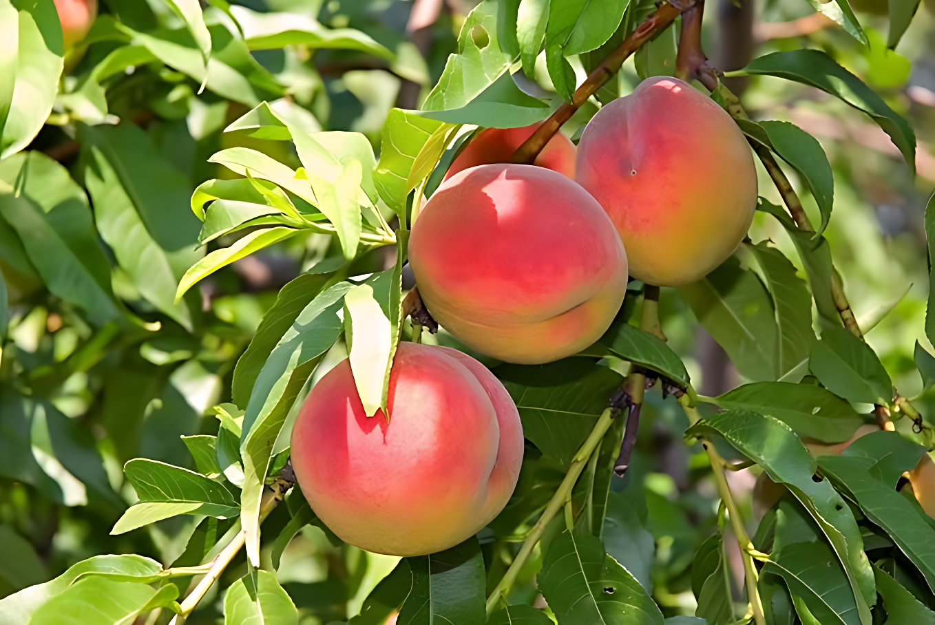Peach Tree Seeds