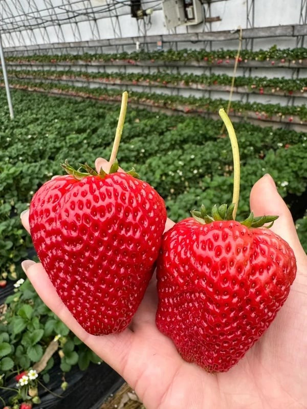 Fresh Sweet Strawberry Seeds (Hybrid) (Seeds 20)
