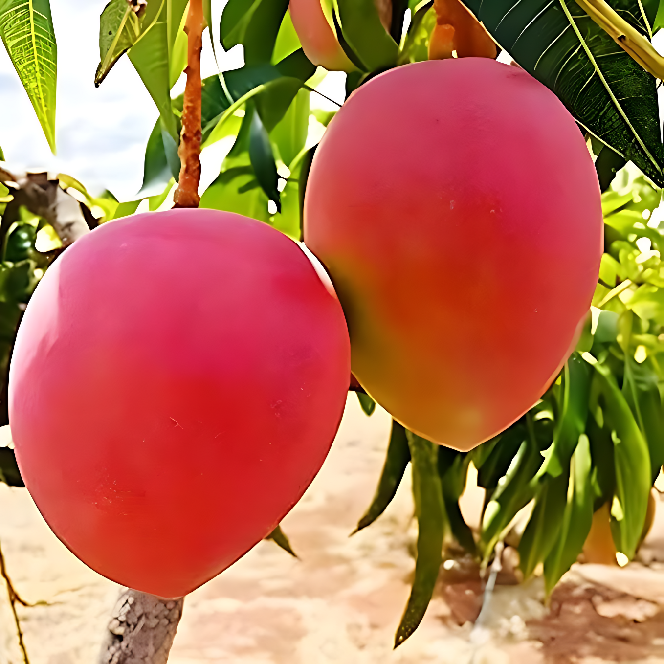 Peach Tree Seeds