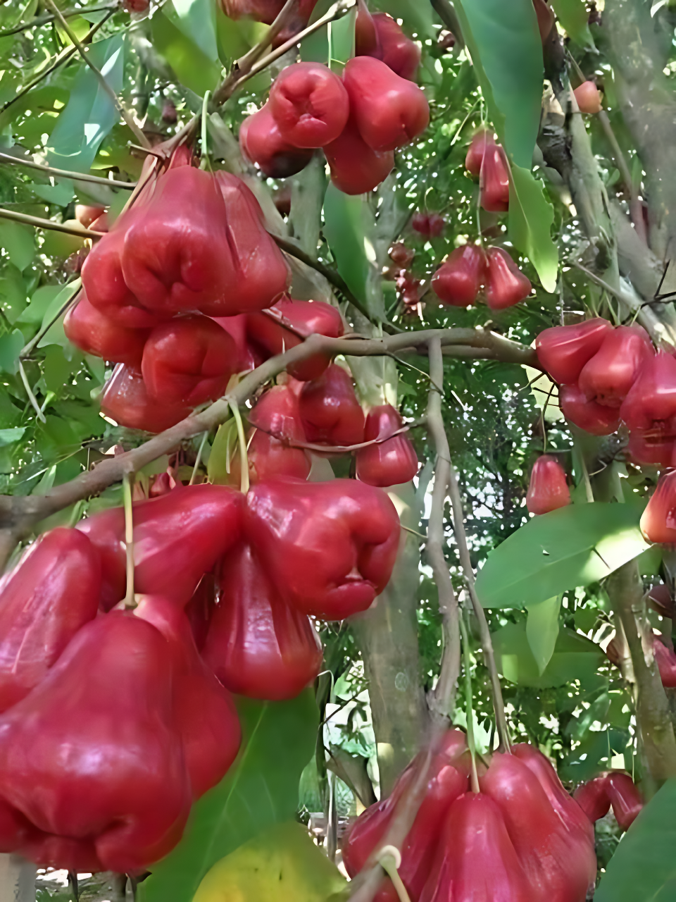 SUPER FRUITIVE Thai Wax Apple