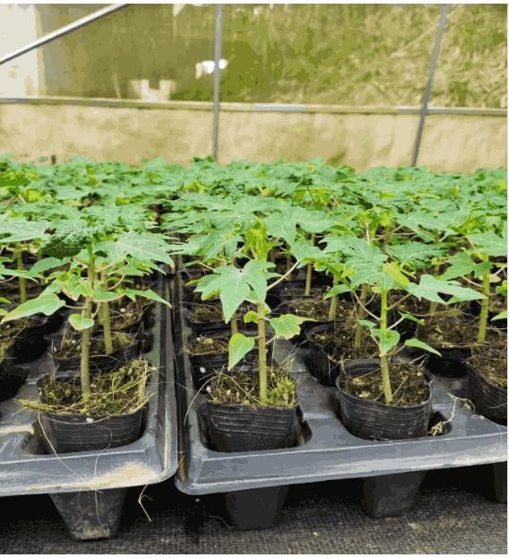 Golden Creamy Papaya Seeds (IMPORTED)