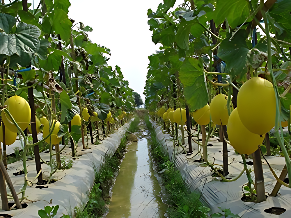 Golden Red Watermelon Seeds