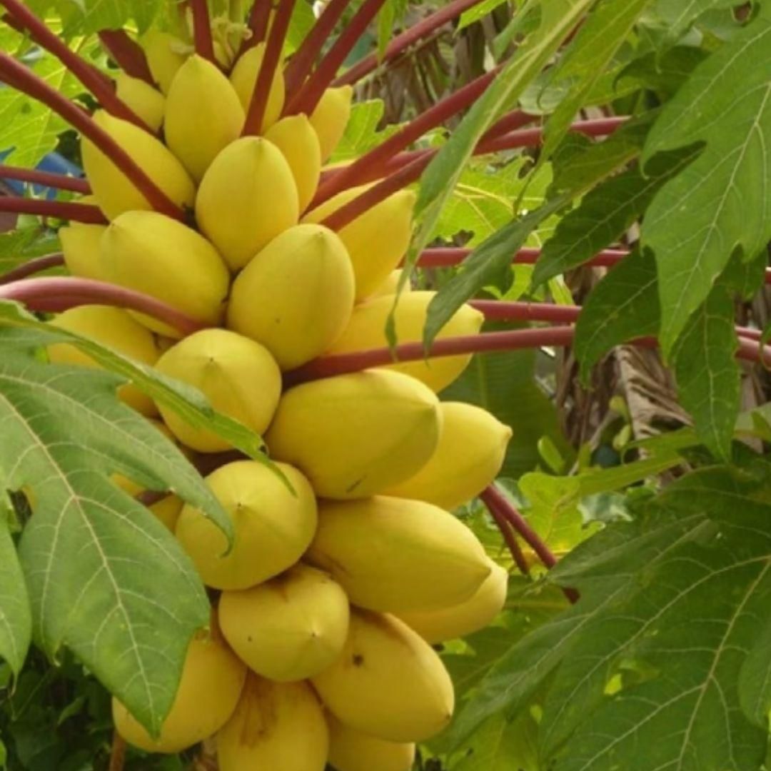 Golden Creamy Papaya Seeds (IMPORTED)