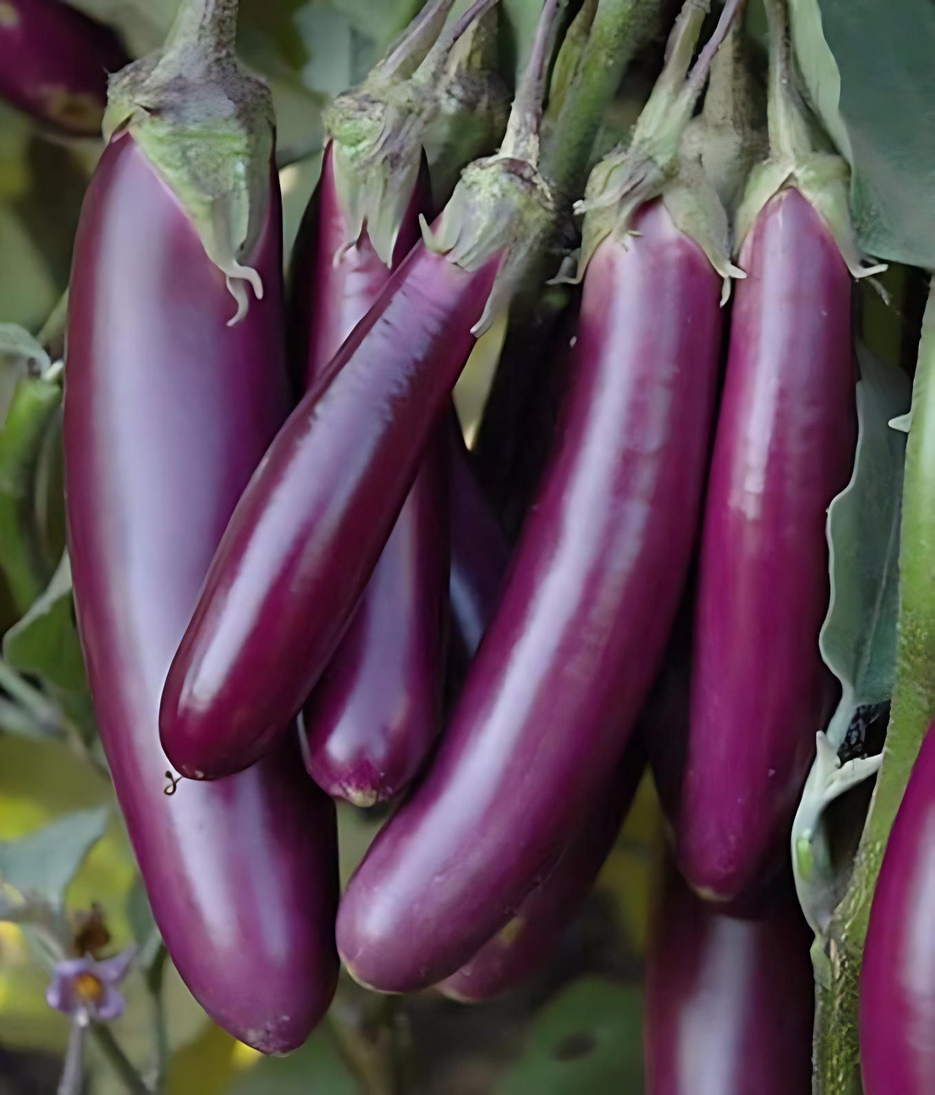 Giant Eggplant Seeds
