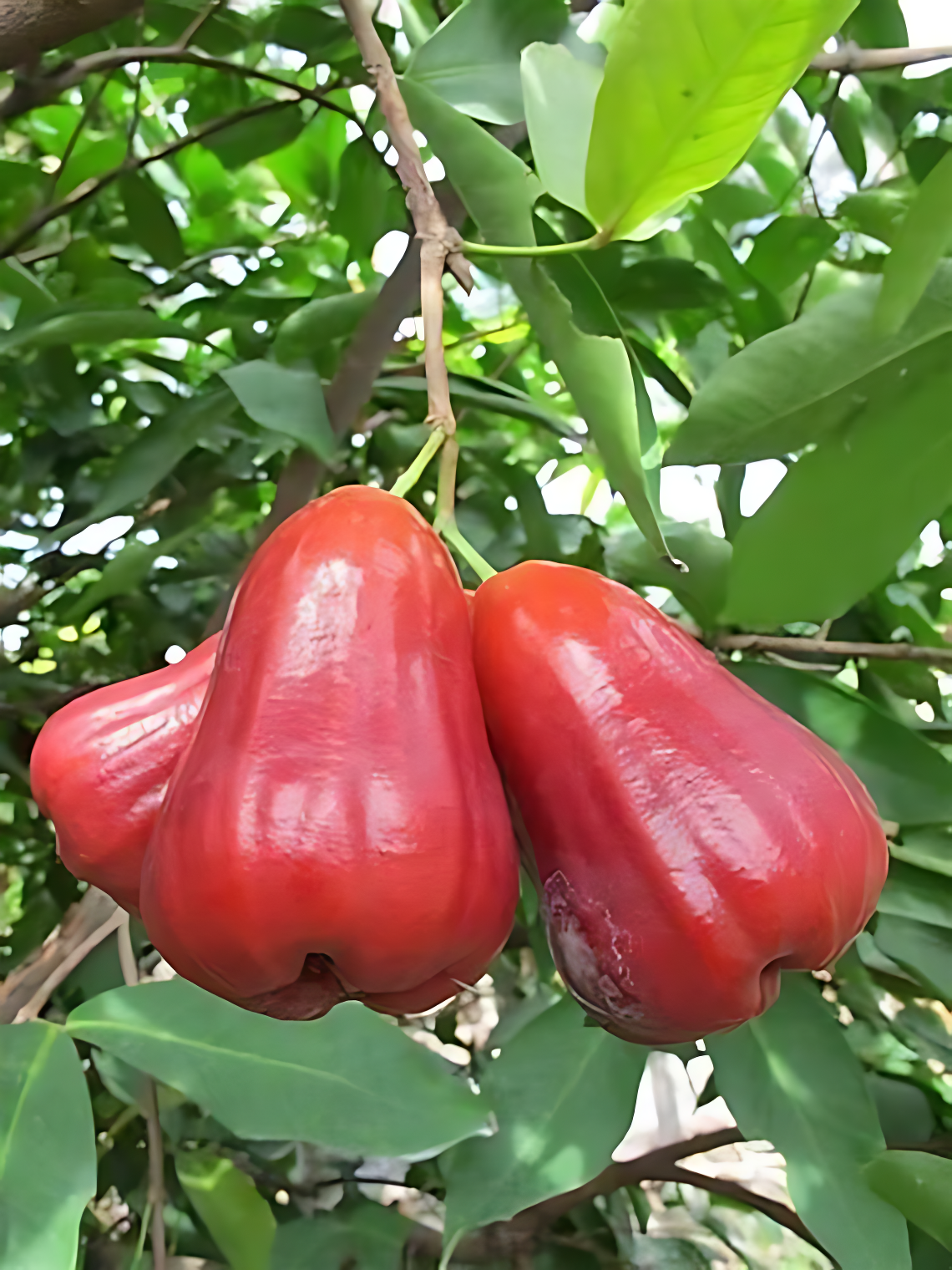 SUPER FRUITIVE Thai Wax Apple