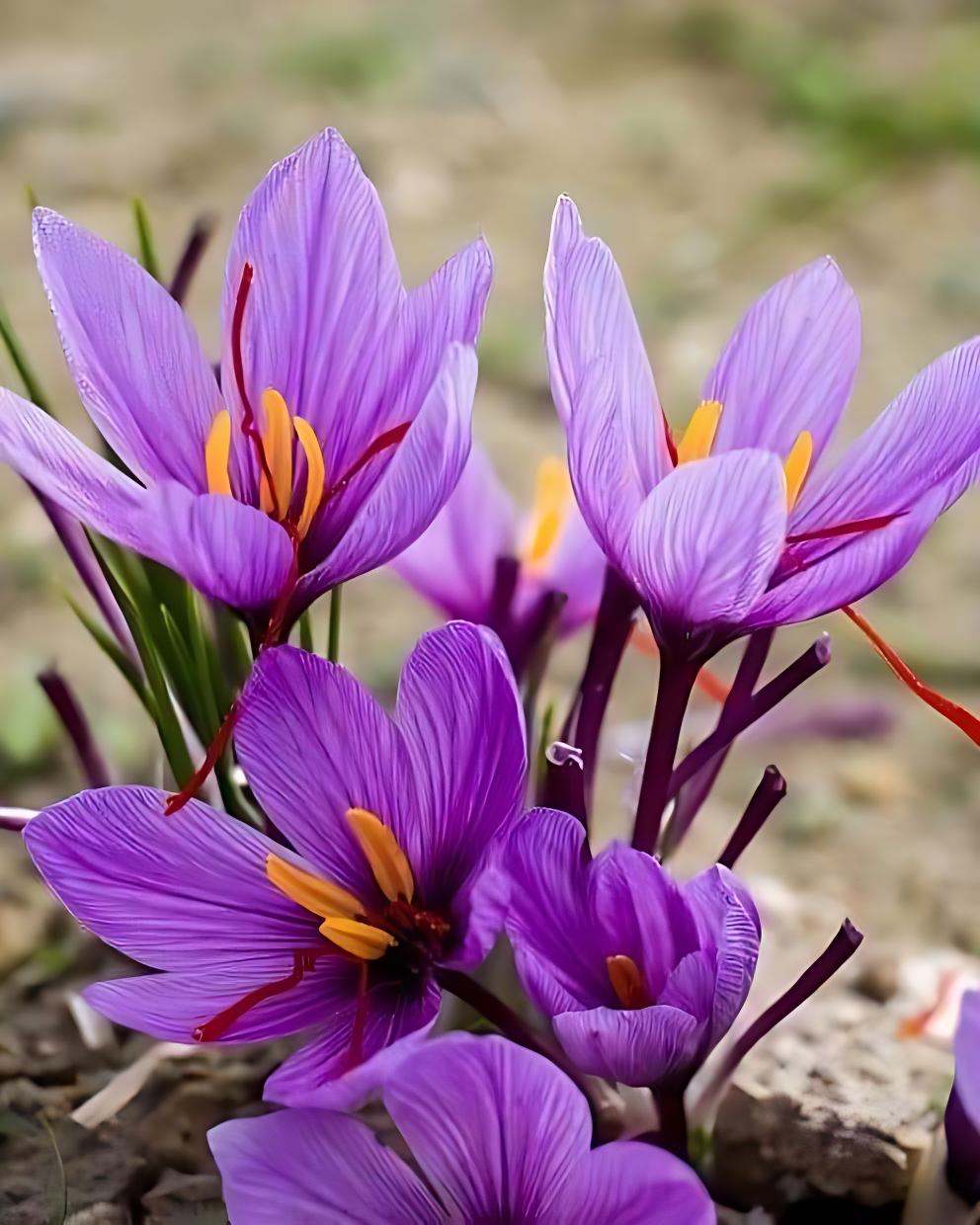 Saffron Bulbs (Pack of 1)
