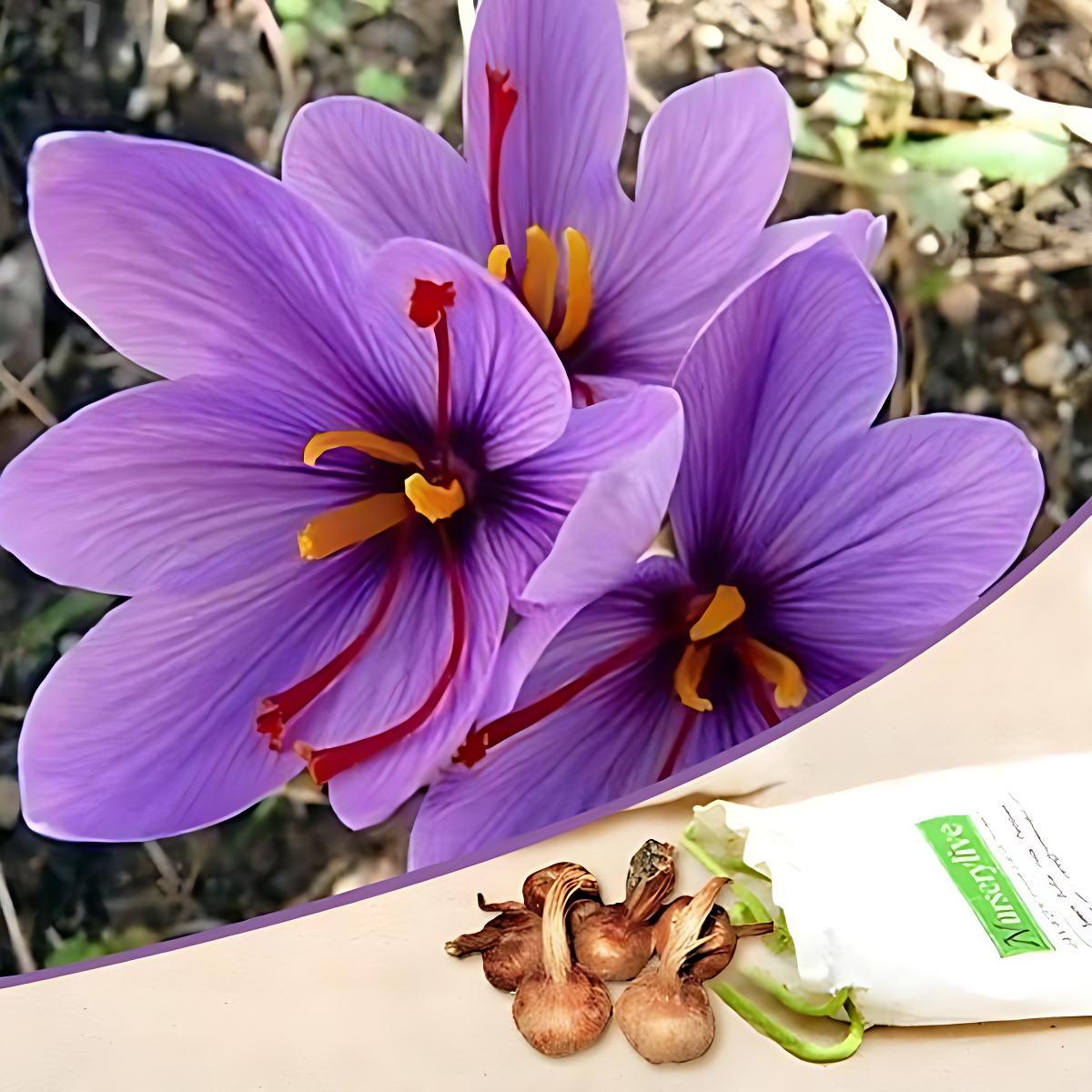 Saffron Bulbs (Pack of 1)