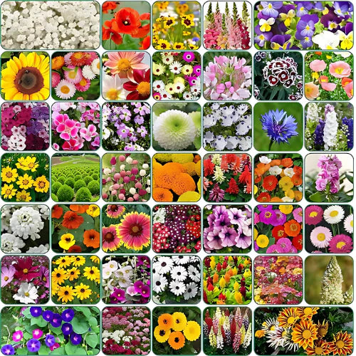 Buy Varieties of Flower Seeds (Pack of 100) And Get Plant Growth Supplement Free