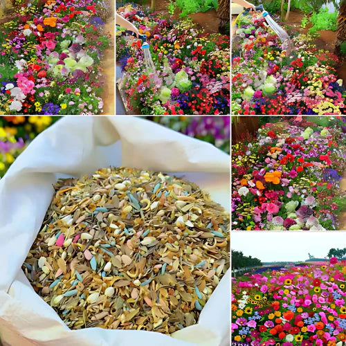 Buy Varieties of Flower Seeds (Pack of 100) And Get Plant Growth Supplement Free