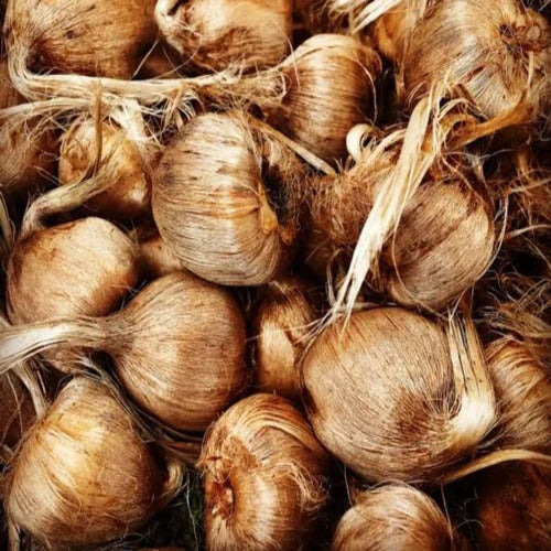 Saffron Bulbs (Pack of 1)